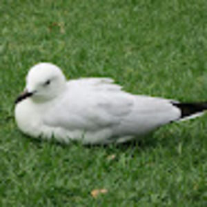 Meet your Posher, Judah